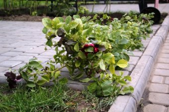В Одессе заложили Аллею символов городов-побратимов (фото)