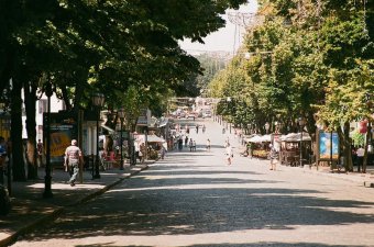 На Дерибасовской высадят новые деревья