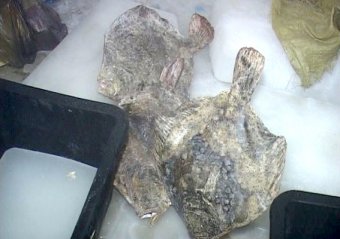 В регионе выявили очередных злостных браконьеров (фото, видео)