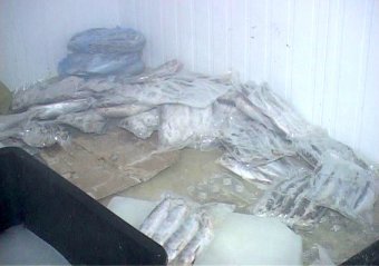 В регионе выявили очередных злостных браконьеров (фото, видео)