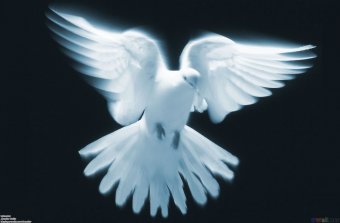 Завтра в Одессе откроется выставка-ярмарка голубей и декоративных птиц
