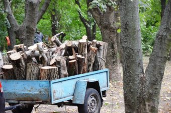 В Одессе ведутся масштабные работы по уборке территории лесопарка «Аэропортовский»