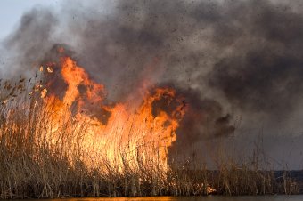 Вдоль Хаджибеевской дороги на полях орошения горят камыши