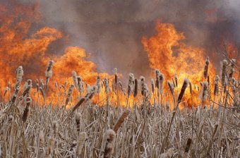 На территории Нижнеднестровского природного национального парка горел камыш