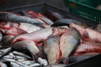 В Киевском районе прошла сельскохозяйственная ярмарка (фото)