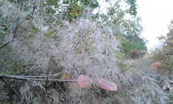 Дыхание осени (фото)