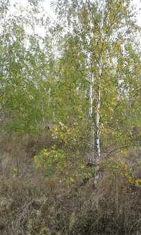Дыхание осени (фото)