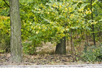 В осеннем парке