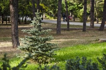 В осеннем парке