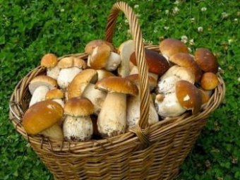 Будьте осторожны при сборе и употреблении грибов!