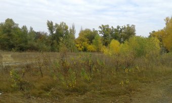 Последние дни золотой осени (фото)