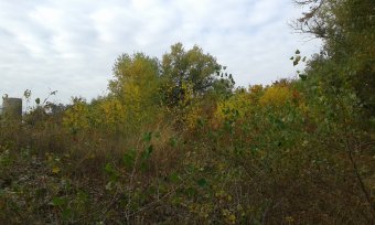 Последние дни золотой осени (фото)