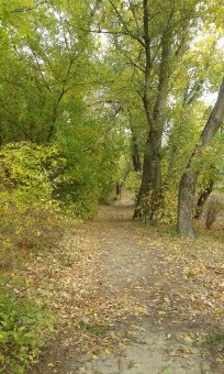 Последние дни золотой осени (фото)