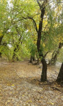 Последние дни золотой осени (фото)