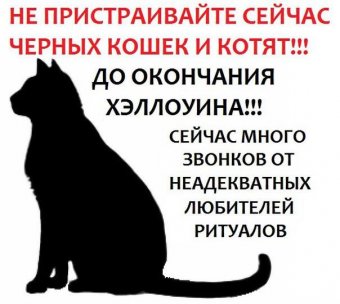 Защитники животных призывают не пристраивать черных котов накануне Хэллоуина