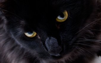 Защитники животных призывают не пристраивать черных котов накануне Хэллоуина