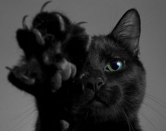 Защитники животных призывают не пристраивать черных котов накануне Хэллоуина