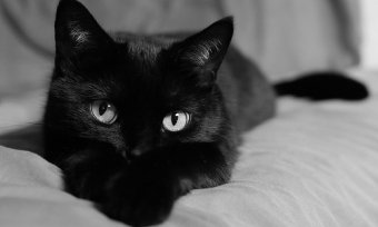 Защитники животных призывают не пристраивать черных котов накануне Хэллоуина