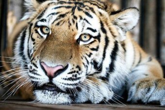 Одесский зоопарк приглашает на открытие нового тигрятника