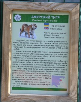 В Одесском зоопарке состоялось торжественное событие - открытие нового тигрятника (фото)