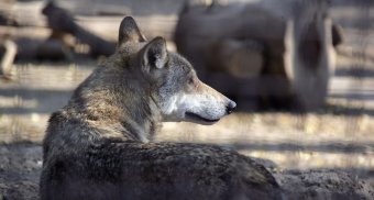 В Одесском зоопарке состоялось торжественное событие - открытие нового тигрятника (фото)