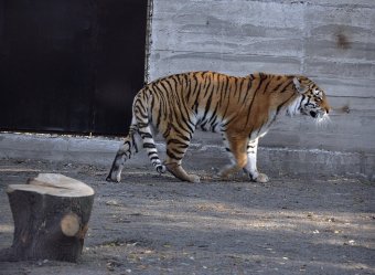 В Одесском зоопарке состоялось торжественное событие - открытие нового тигрятника (фото)