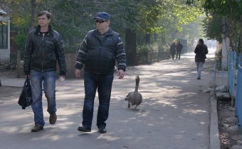 В Одесском зоопарке состоялось торжественное событие - открытие нового тигрятника (фото)