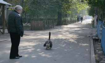 В Одесском зоопарке состоялось торжественное событие - открытие нового тигрятника (фото)