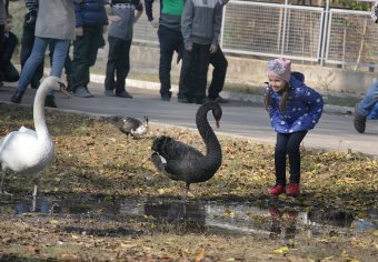 В Одесском зоопарке состоялось торжественное событие - открытие нового тигрятника (фото)
