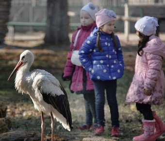 В Одесском зоопарке состоялось торжественное событие - открытие нового тигрятника (фото)