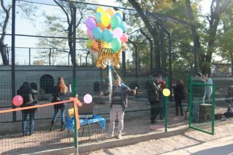 В Одесском зоопарке открыли первый значительный экспозиционный объект - новый тигрятник 