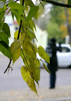 Осенние листья