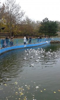 Все в парк: уток кормить! (фото)