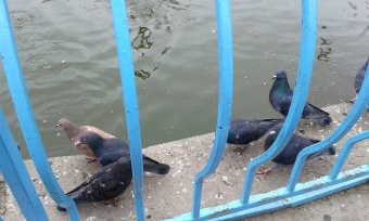 Все в парк: уток кормить! (фото)