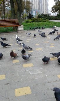 Все в парк: уток кормить! (фото)