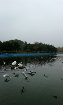 Все в парк: уток кормить! (фото)