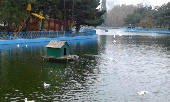 Все в парк: уток кормить! (фото)