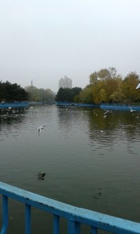 Все в парк: уток кормить! (фото)