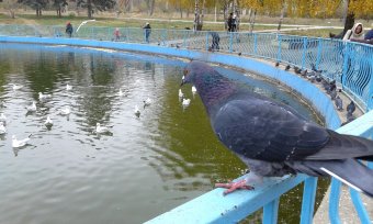 Все в парк: уток кормить! (фото)