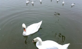 Все в парк: уток кормить! (фото)