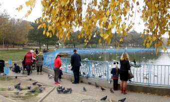 Все в парк: уток кормить! (фото)