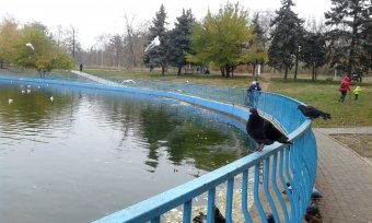 Все в парк: уток кормить! (фото)