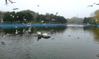 Все в парк: уток кормить! (фото)