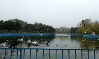 Все в парк: уток кормить! (фото)