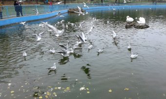 Все в парк: уток кормить! (фото)