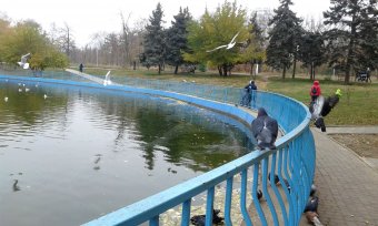 Все в парк: уток кормить! (фото)