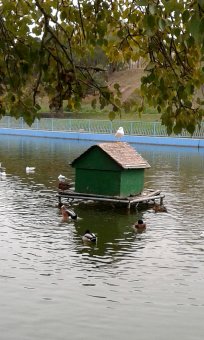 Все в парк: уток кормить! (фото)