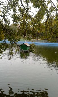Все в парк: уток кормить! (фото)