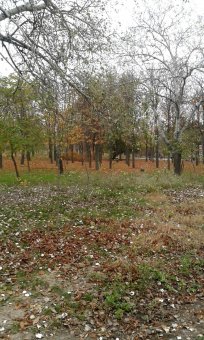 Все в парк: уток кормить! (фото)