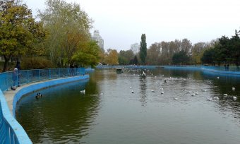 Все в парк: уток кормить! (фото)